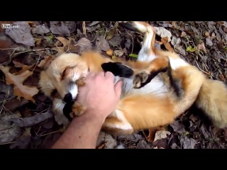 hand fox